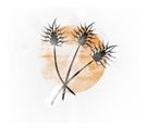 Grassland Massage