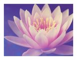 Zen Wellness - Katherine York, LMT