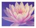 Zen Wellness - Katherine York, LMT