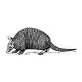 Armadillo Acupuncture